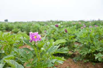 Flor de la papa peruana