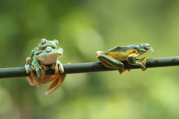 frog, flying frog, three cute flying frogs
