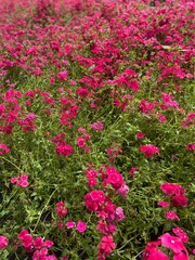 Fototapeta premium Beautiful pink flowers in nature