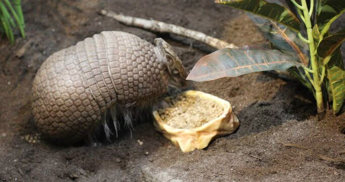 Beautiful view of an armadillo
