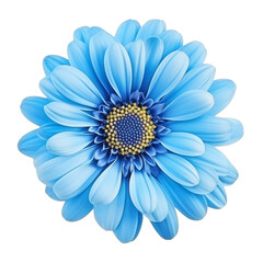 Fototapeta premium blue daisy isolated on white