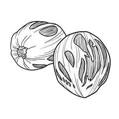 Hand Drawn Spices Nutmeg