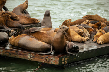 sea lions resting 