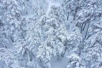 fir trees in the winter forest covered with snow. aerial view from the drone.