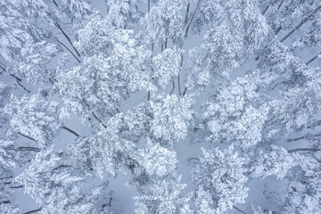 snow-covered pine forest. winter forest landscape. aerial top view.