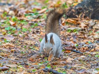 Squirrel in autumn hides nuts on the green grass with fallen yellow leaves