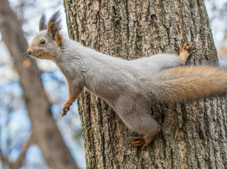 Squirrel sits on a branch in Autumn park