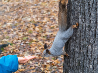 A squirrel in the autumn eats nuts from a human hand. Eurasian red squirrel, Sciurus vulgaris
