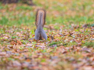 A rear view of a squirrel in grey winter coat against the fallen leaves background. The magnificent tail of a squirrel.