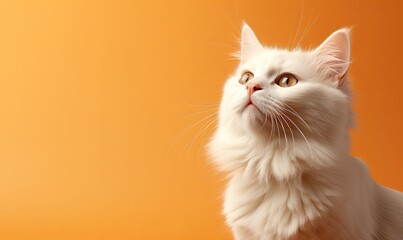 A small fluffy and cute kitten is sitting and looking up at a peach background. Copy space.