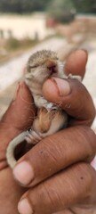 baby squirrel sleeping on hand