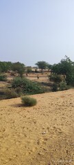 forest of rajasthan