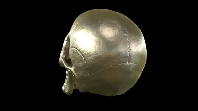 Rotating skull from silver metal - 3d render looped with alpha channel.