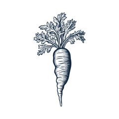 Carrot woodcut style drawing vector illustration