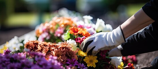 Autumn gravesite care with white-gloved hand planting colorful flowers before All Saints Day.