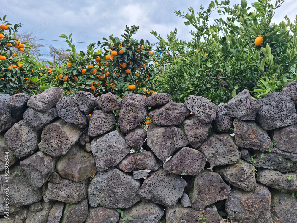 Canvas Prints basalt wall and tangerine trees in jeju island.