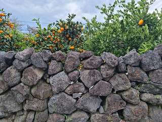 
Basalt wall and tangerine trees in Jeju Island.