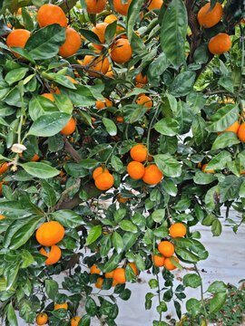 These are ripe Jeju Island tangerines.