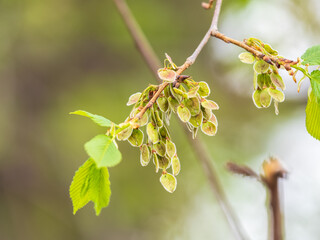 Ulmus minor or Elm tree in the suny day in spring. Elm is a deciduous and semi-deciduous tree comprising the flowering plant.