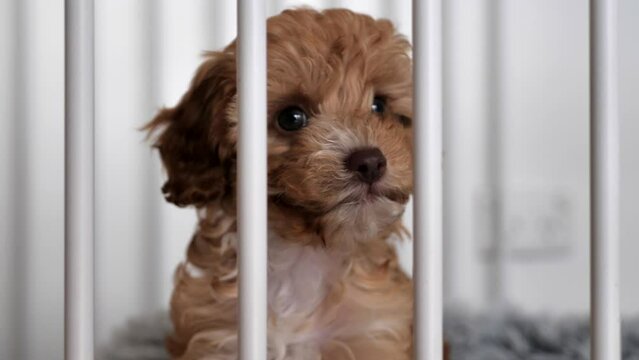Front view of caramel brown Cavoodle puppy dog behind play pen turning head left and right curiously, tight shot slow motion footage low depth of field.