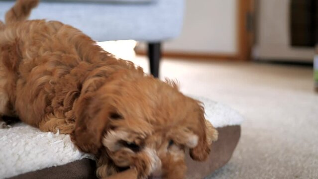 caramel brown Cavoodle puppy dog chases paper roll off bed in front of camera, slow motion footage, low depth of field.