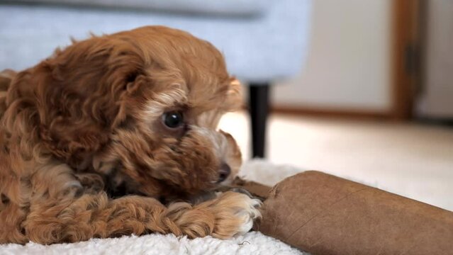 Caramel brown Cavoodle cavapoo puppy dog plays with toy on bed, pulling it off bed towards camera. Slow motion, low depth of field, cutest fluffy new pup.