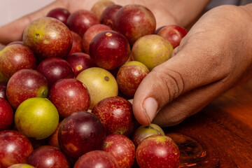 Hands holding camu camu fruits, an exotic fruit from the Amazon that grows on the banks of rivers, it is highly appreciated for its flavor, it is considered the fruit with the most vitamin C