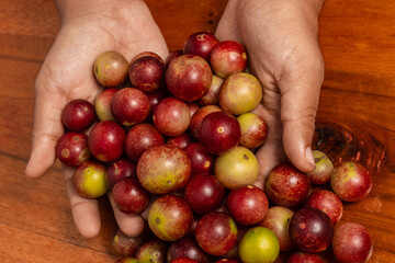 Hands holding camu camu fruits, an exotic fruit from the Amazon that grows on the banks of rivers,...