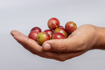 Hands holding camu camu fruits, an exotic fruit from the Amazon that grows on the banks of rivers, it is highly appreciated for its flavor, it is considered the fruit with the most vitamin C