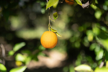 Orange hanging in small grove in southern California.