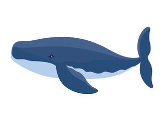 humpback sealife tropical