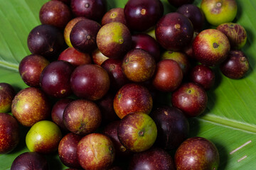 camu camu fruits, Myrciaria dubia, exotic fruit from the Amazon that grows on the banks of rivers,...