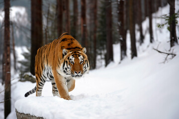 Fototapeta na wymiar Adult Tiger in cold time. Tiger snow in wild winter nature