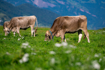 Cow in alpine meadow. Beefmaster cattle in green field. Cow in meadow. Pasture for cattle. Cow in...