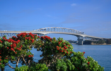 Pohutukawa trees in full bloom. Auckland Harbour Bridge in the background. New Zealand Christmas tree.