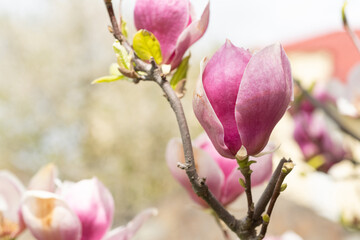 spring magnolia flower. spring magnolia flower. spring magnolia flower blooming on branch