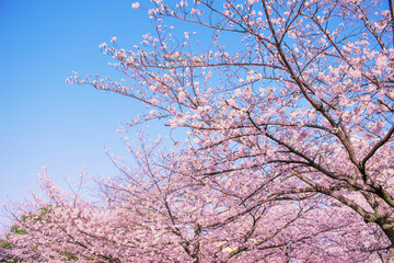 満開の桜