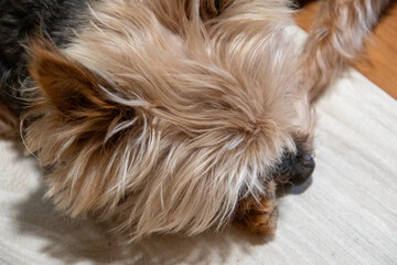 Up close with a small dog sleeping on the floor