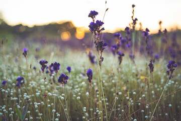 Meadow of purple flowers in nature.
