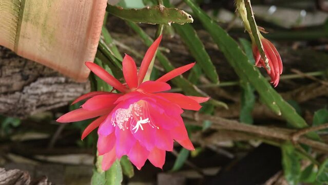 Orchid cactus flower grown as an ornamental garden plant, vertical video