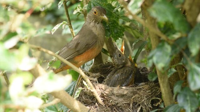 Rufous-bellied Thrush bird feeding chicks with earthworms