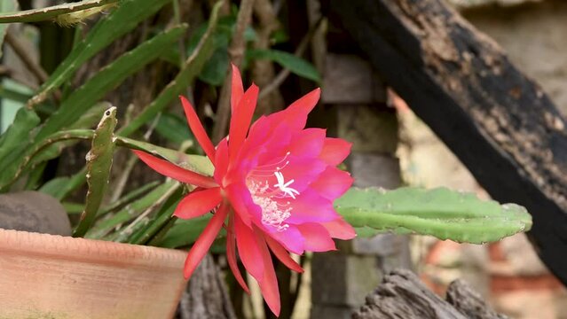 Red and pink flower of the cactus-orchid cultivated as an ornamental garden plant