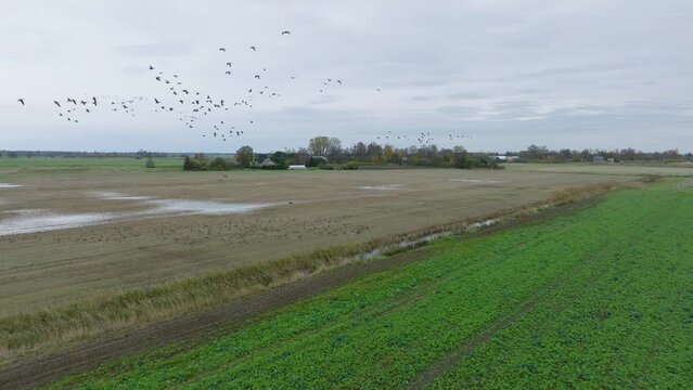 Aerial establishing view of a large flock of bean goose (Anser serrirostris) taking up in the air, agricultural field, overcast day, bird migration, wide drone slow motion shot moving forward