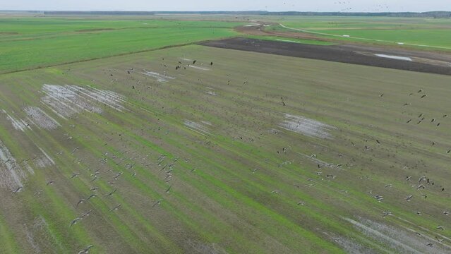 Aerial establishing view of a large flock of bean goose (Anser serrirostris) taking up in the air, agricultural field, overcast day, bird migration, wide drone slow motion shot moving forward