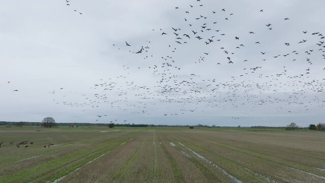 Aerial establishing view of a large flock of bean goose (Anser serrirostris) taking up in the air, agricultural field, overcast day, bird migration, wide drone slow motion shot moving forward low