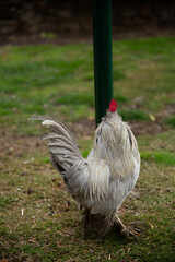 hen on the farm