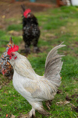rooster in the grass