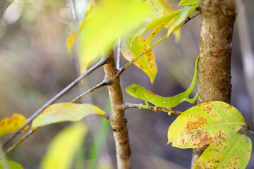 Gecko en équilibre sur une brindille