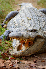 Obraz premium Crocodile au repos la gueule ouverte