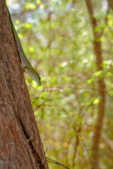 Gecko sur un arbre
